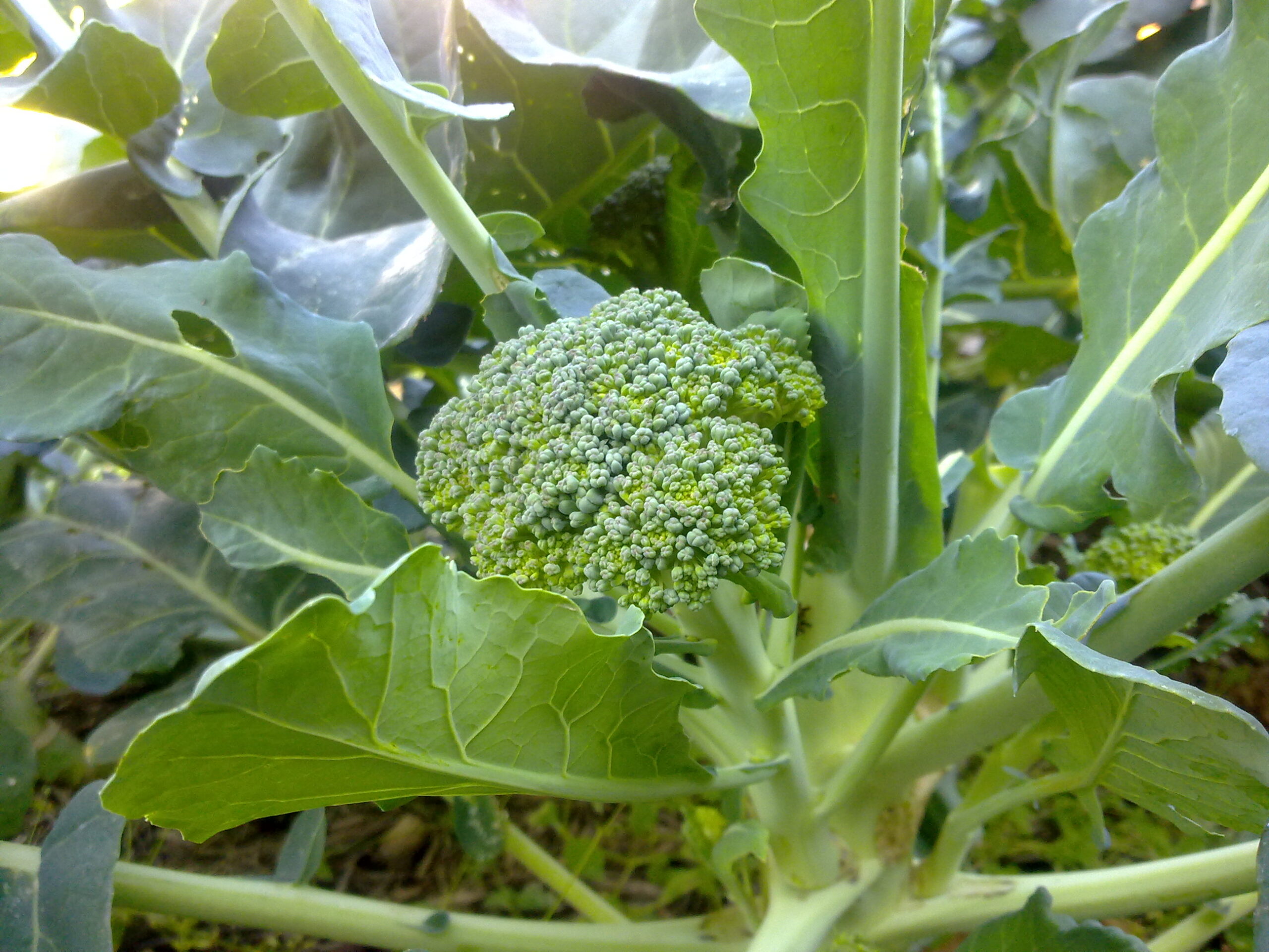 Cooking with Organic Broccoli